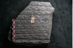 Foto (Detailansicht) von Sigillaria reniformis Brongniart (NHMW-GEO-2024-0188-11084)